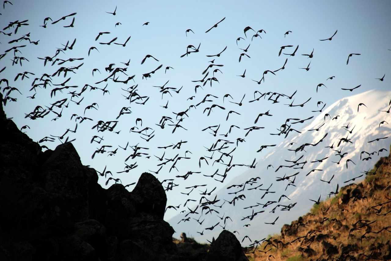 Dünyada 10 bin 660 kuş türü yaşıyor