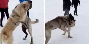 Kars’ta köpek dövüştüren 3 kişi yakalandı