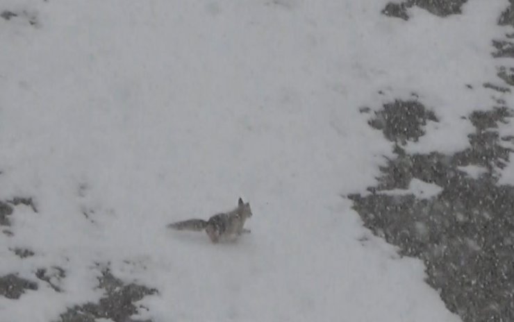 Yiyecek arayan tilki köye indi