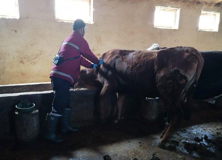 Erzincan’da şap hastalığıyla mücadele sürüyor
