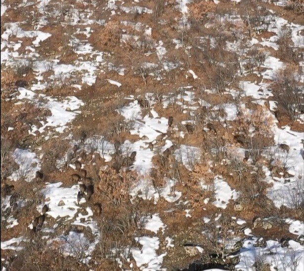 Bingöl’de domuz sürüsü dron ile görüntülendi