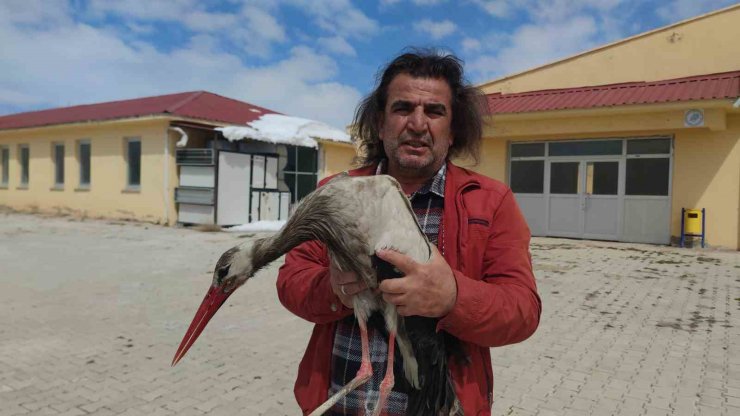 Van’da yaralı leylek tedavi altına alındı